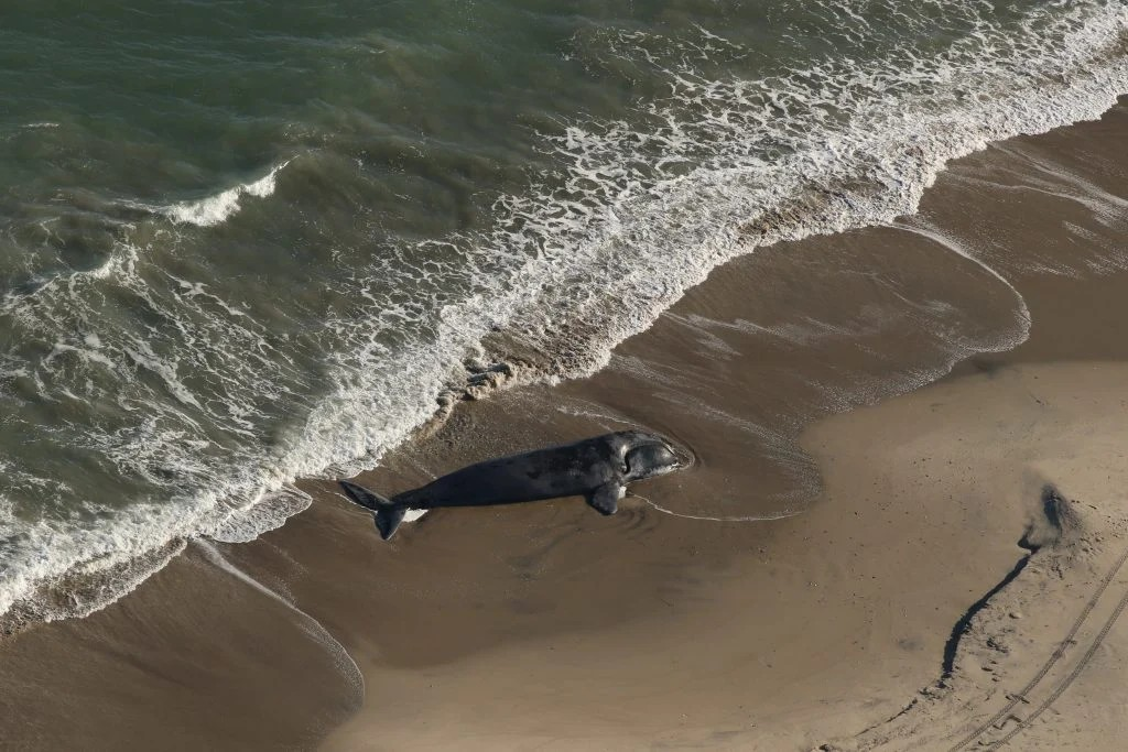 Junger toter Wal wurde am Strand angespült