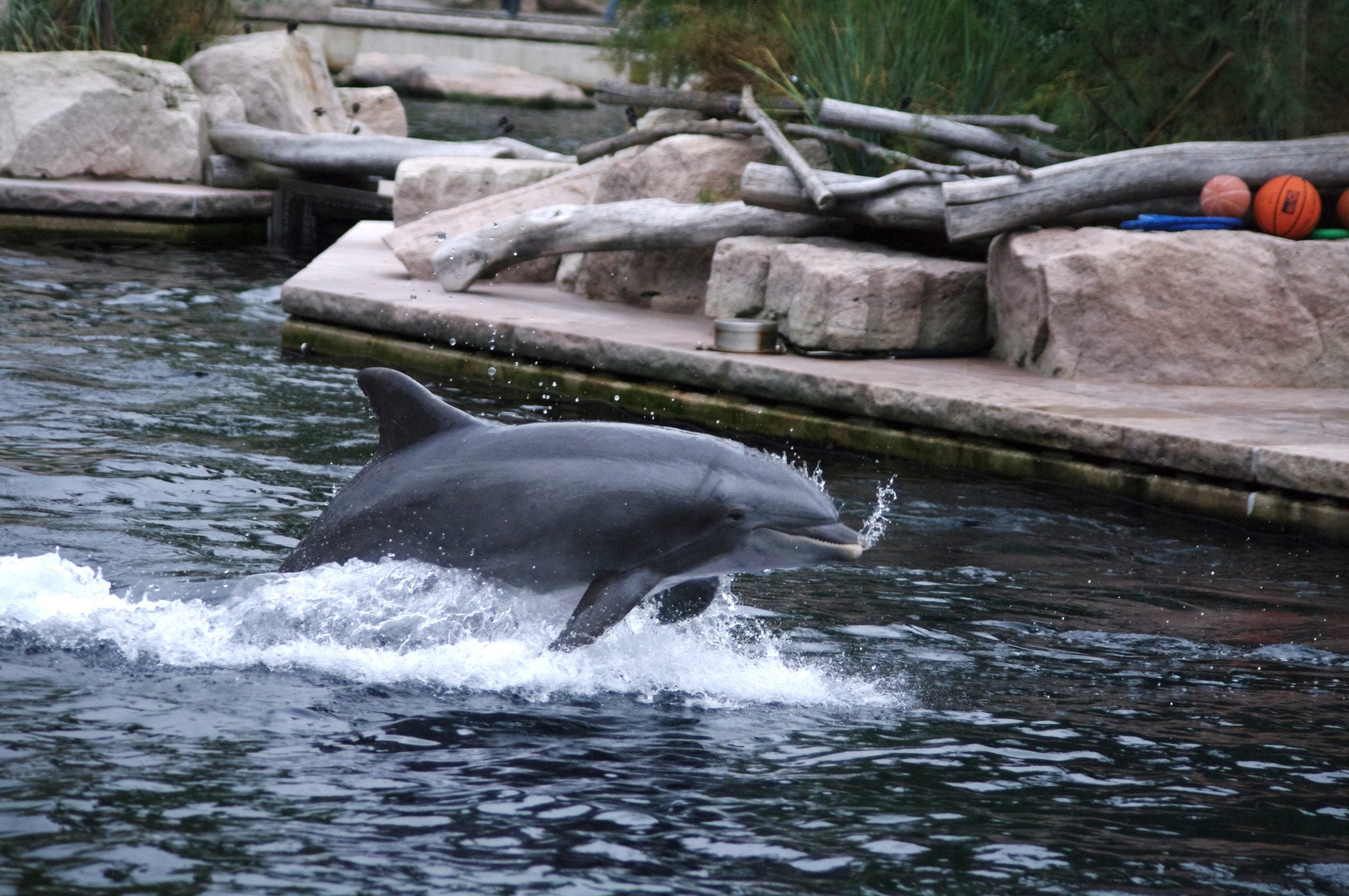 Delfinlagune im Nürnberger Tiergarten © Jens Kramer