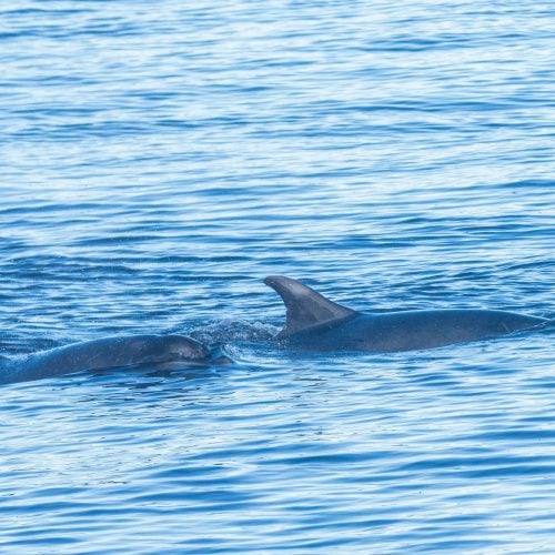 Zwei Delfinrücken an der Wasseroberfläche