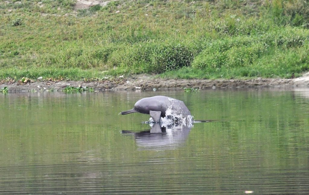 Ganges-Delfin (Shushuk)