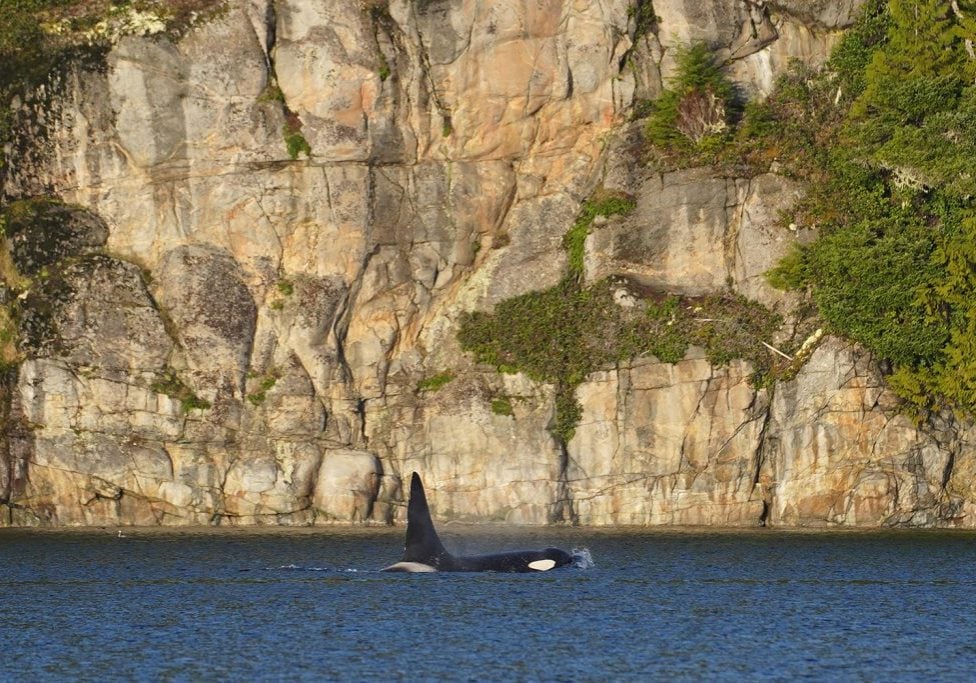 Orca Fife (A60) © Jared Towers