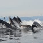© Alaska Whale Foundation