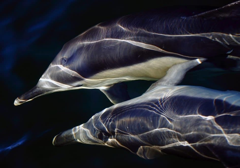 Delfine dicht unter der Wasseroberfläche