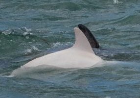 Weißer Delfinrücken hebt sich aus dem Wasser; dahinter eine normal grau gefärbte Finne eines Artgenossen