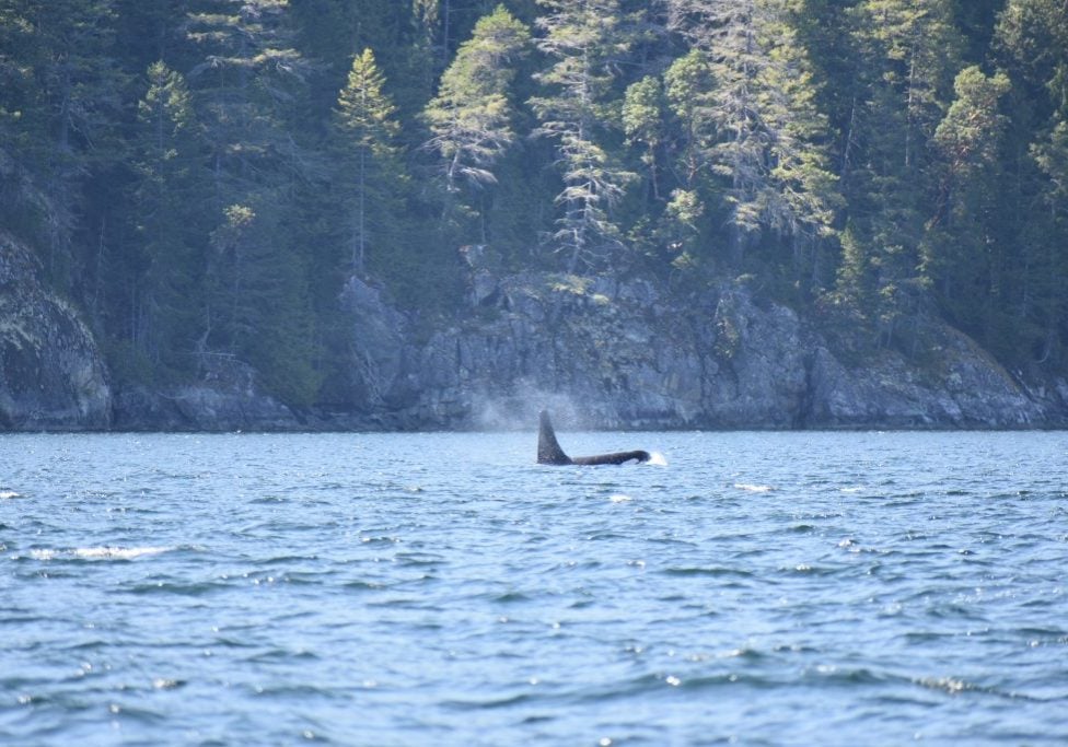 Orca vor bewaldeter, felsiger Küste; der Blas ist deutlich zu erkennen