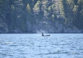 Orca vor bewaldeter, felsiger Küste; der Blas ist deutlich zu erkennen
