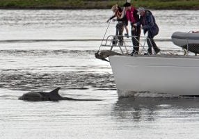 Symbolbild: Delfin schwimmt neben einem Boot. © Charlie Phillips