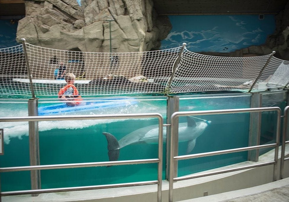 Ein Delfin im Duisburger Delfinarium zieht ein Kind auf einem Boot durchs Becken. © Christian Jofre Toro