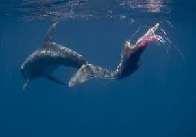 Ein Risso-Delfin, dessen Fluke sich in Plastikmüll verfangen hat. (C) Andrew Sutton