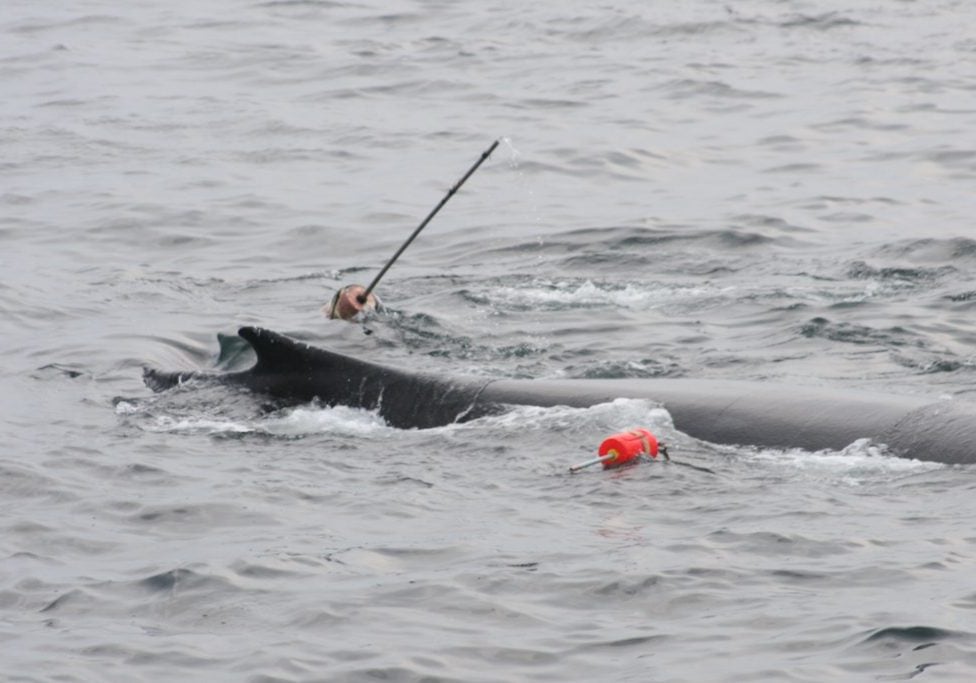 Symbolbild: Ein Buckelwal hat sich in Fischereiausrüstung verstrickt. © WDC Nordamerika
