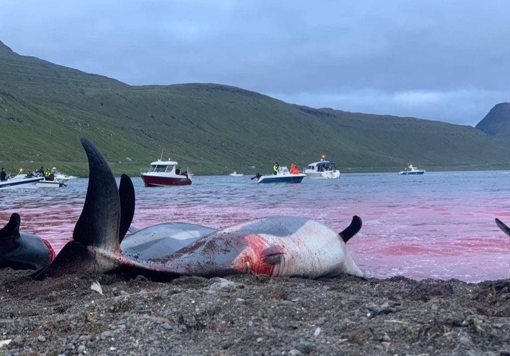 Getötete Atlantische Weißseitendelfine liegen an einem Strand auf den Färöer-Inseln. © WDC