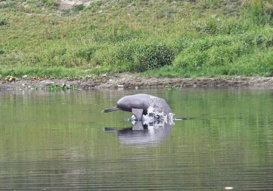 Ganges-Delfin (Shushuk)