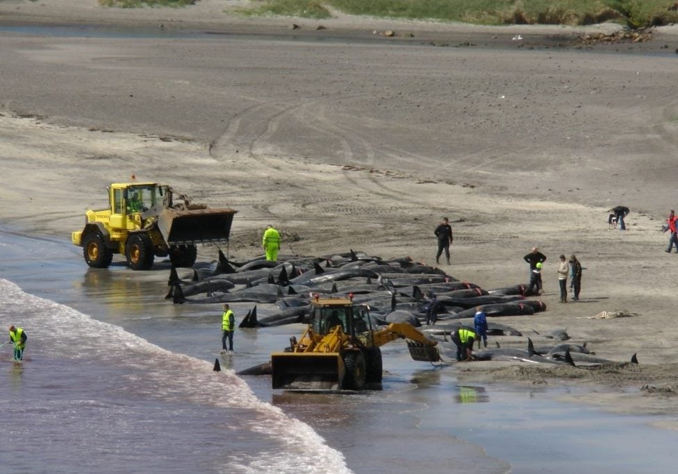 Getötete Wale liegen an einem Strand; Bagger transportieren sie ab