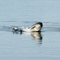 HarbourPorpoise30_Charlie-Phillips_web