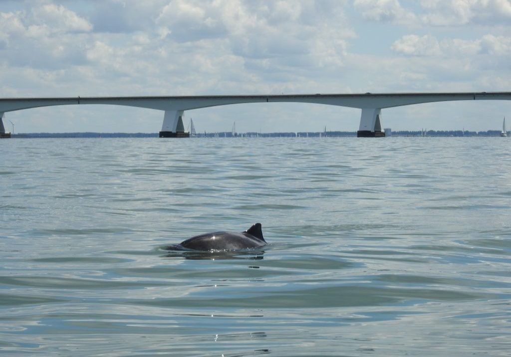Schweinswalrücken vor großer Brücke