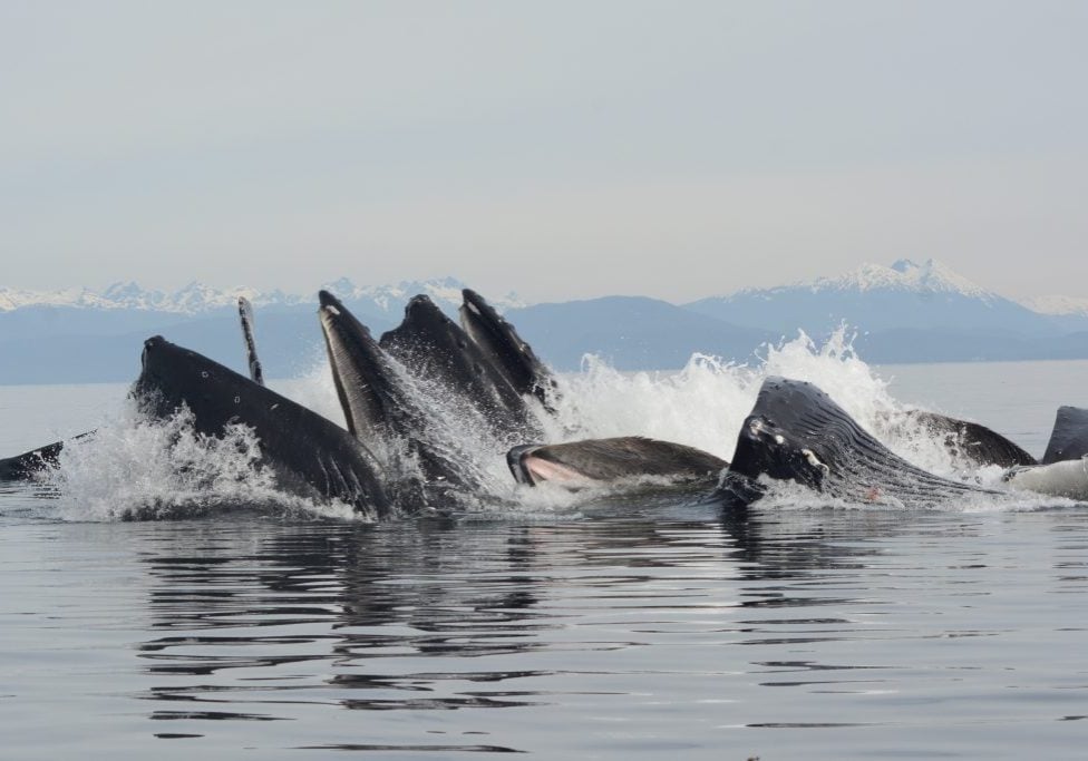 © Alaska Whale Foundation. Photo taken under NMFS permit 19703.