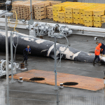 Wal wird in Island zerlegt