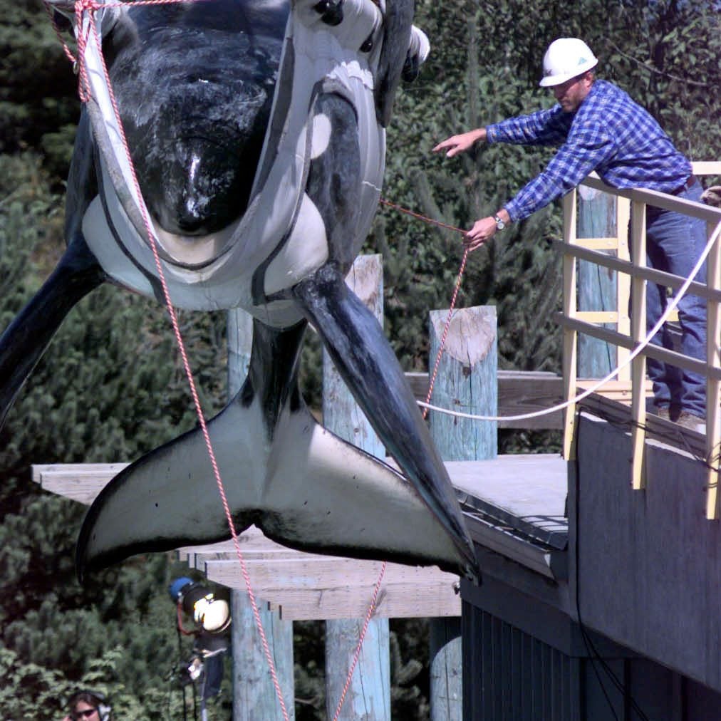Orca Keiko bei einem Transport vom Oregon State Aquarium zum Flughafen in Newport, Oregon, am 9. September 1998. © U.S. Department of Defense, Public Domain / Wikimedia Commons