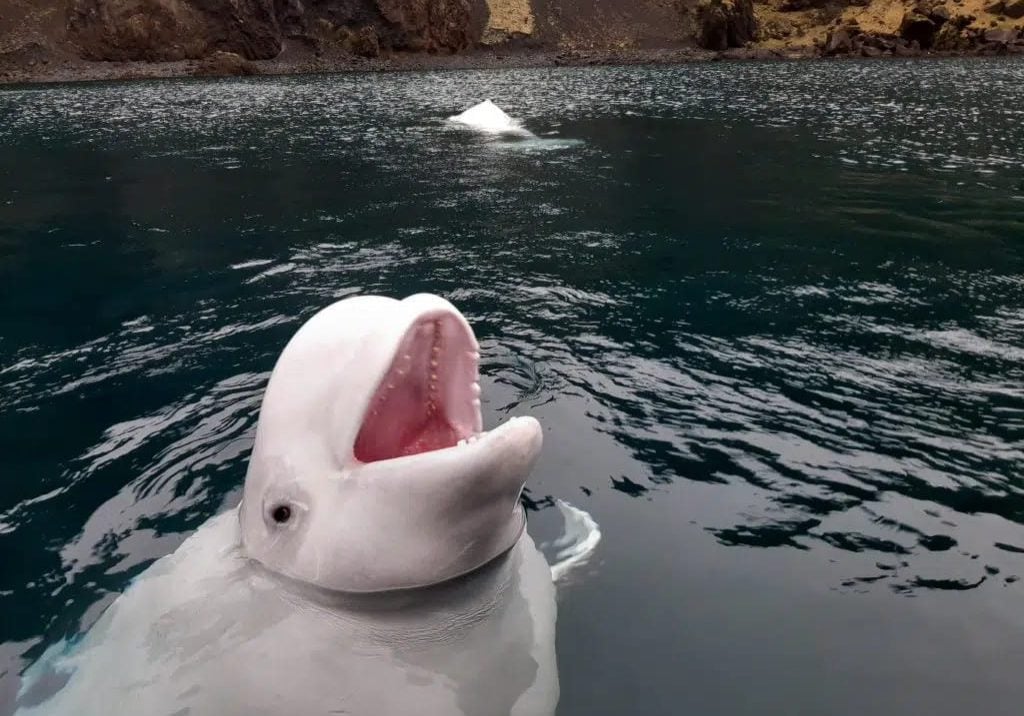 Little White und Little Grey erkunden die abgegrenzte Bucht des Refugiums. © SEA LIFE TRUST