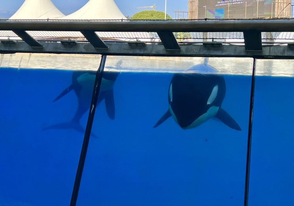 Orcas im Marineland Antibes, Frankreich © WDC