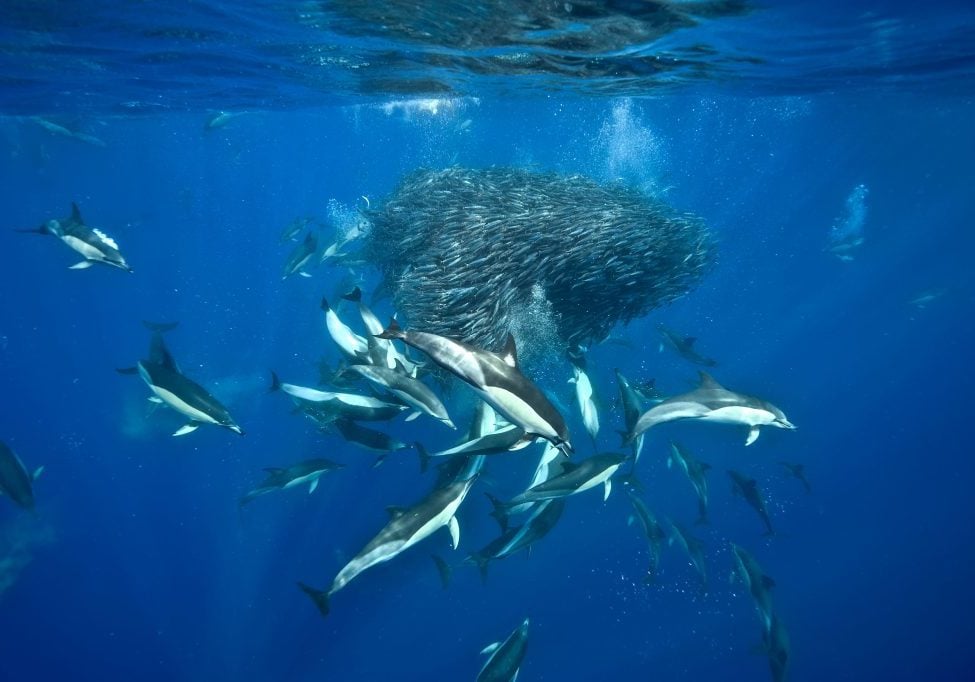 Delfine jagen Fische