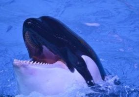 Orca Naya im Moskvarium