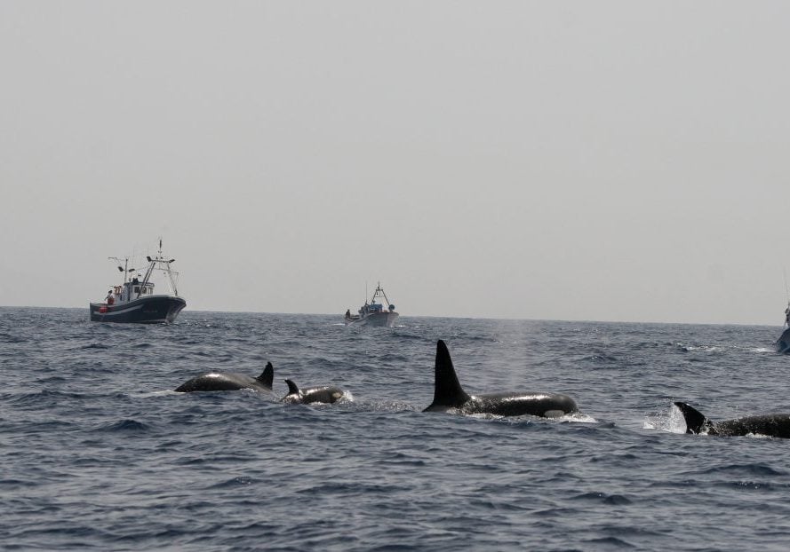 Eine Gruppe Orcas an unruhiger Wasseroberfläche; im Hintergrund Fischerboote