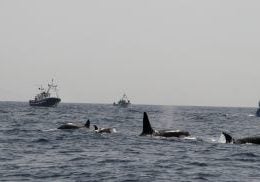 Eine Gruppe Orcas an unruhiger Wasseroberfläche; im Hintergrund Fischerboote