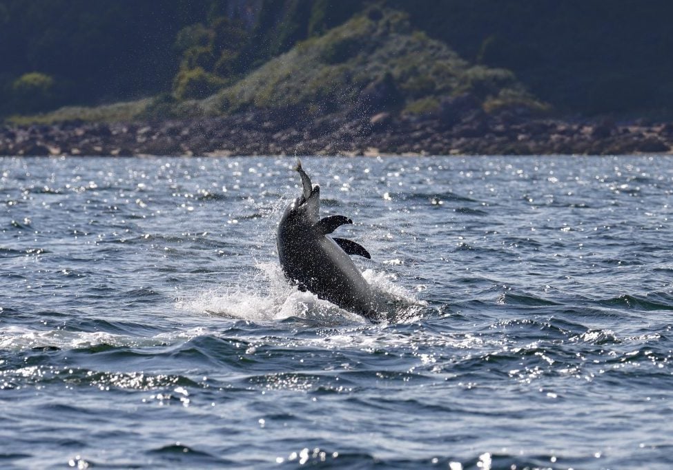 Großer Tümmler fängt einen Fisch © Charlie Phillips