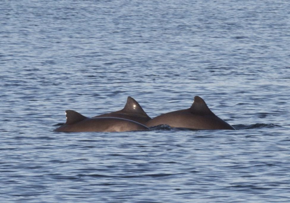 Drei Schweinswale schwimmen im Meer. © Nicola Hodgins