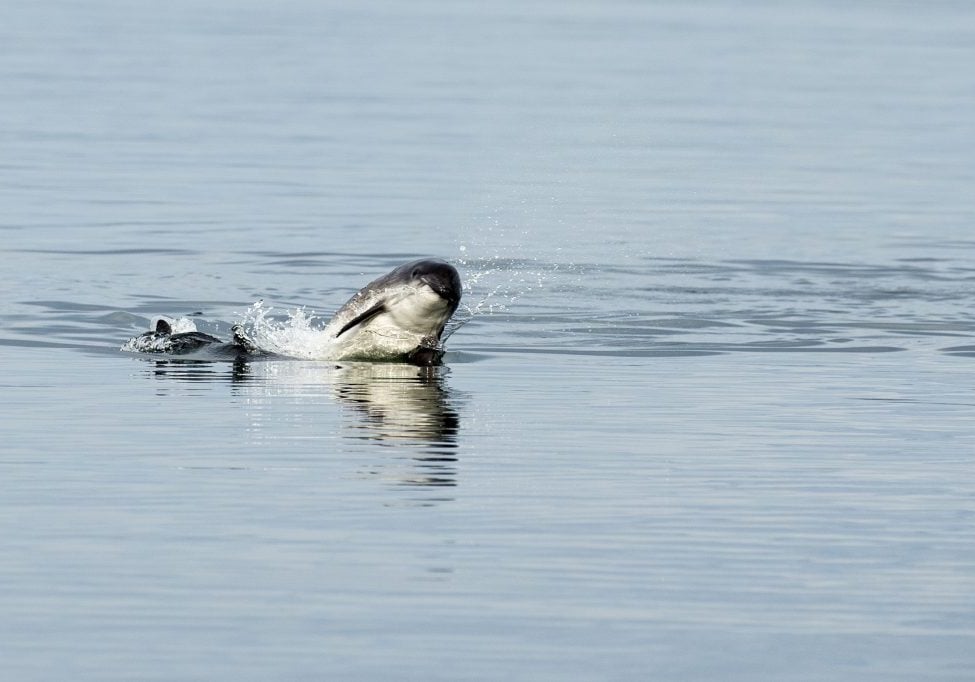 Springender Schweinswal © Charlie Phillips / WDC