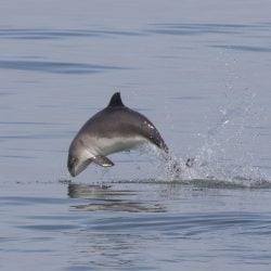 Springender Schweinswal. © Chrys Mellor