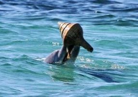 Delfin hebt mit der Schnauze großes Schneckenhaus aus dem Wasser