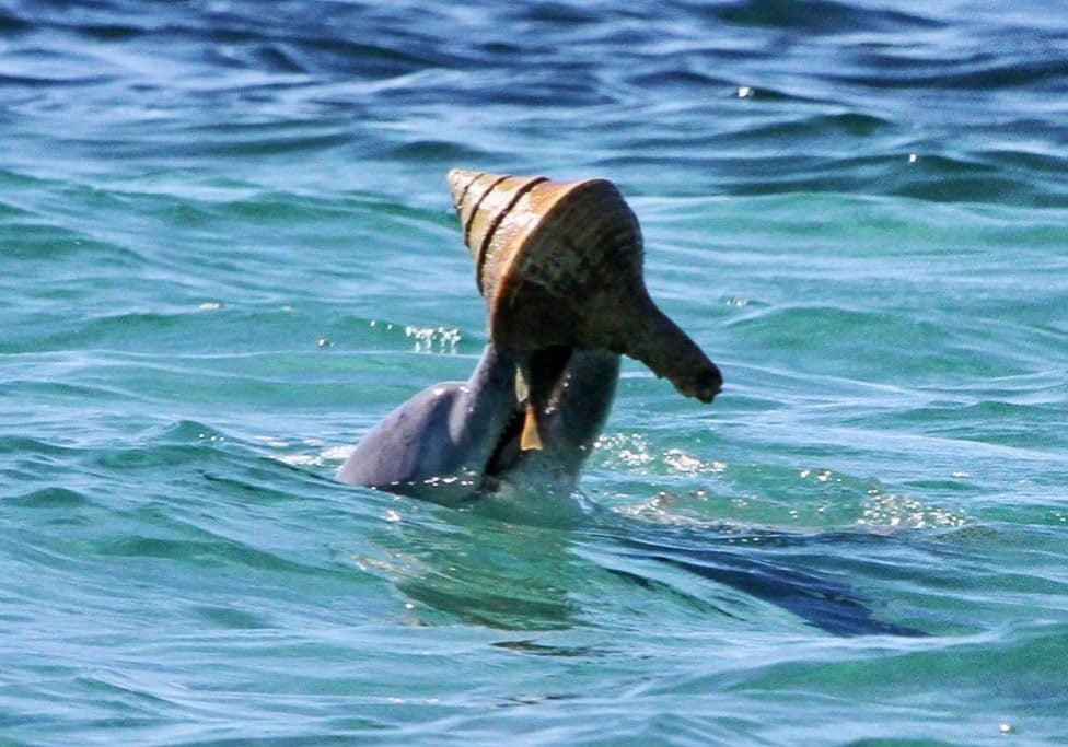 Delfin hebt mit der Schnauze großes Schneckenhaus aus dem Wasser