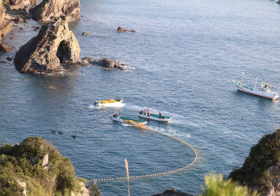 Boote treiben Delfine in einer Bucht vor Taiji zusammen. © Hans-Peter Roth / Marna Olsen
