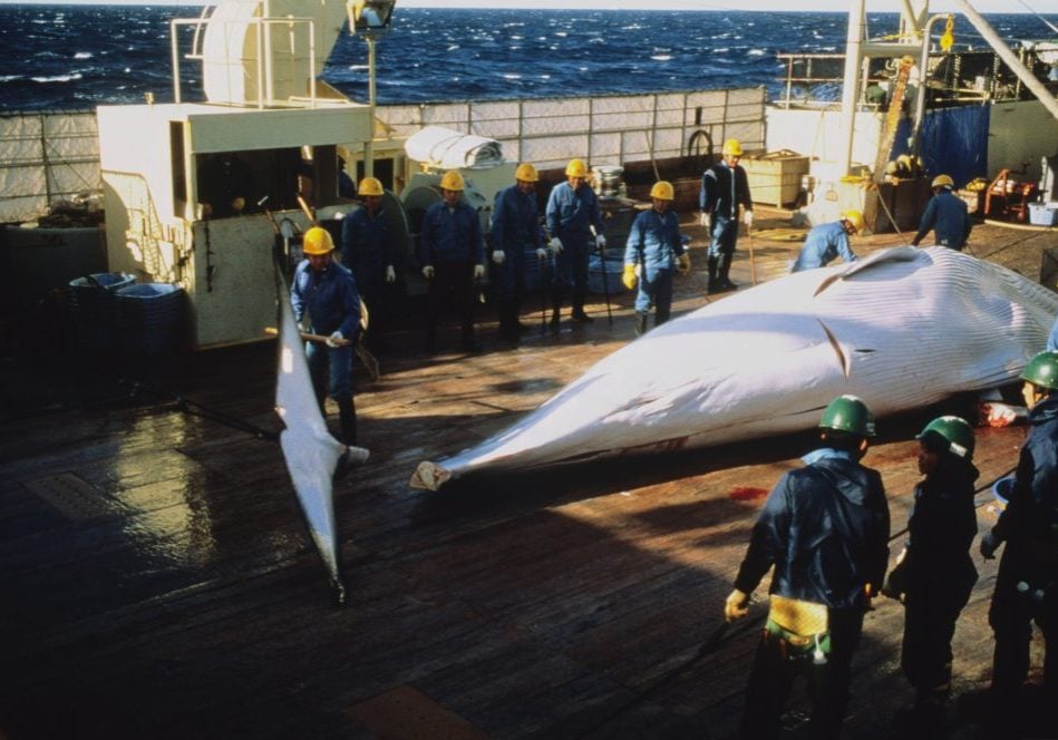 Erlegter Wal auf japanischem Walfang-Schiff