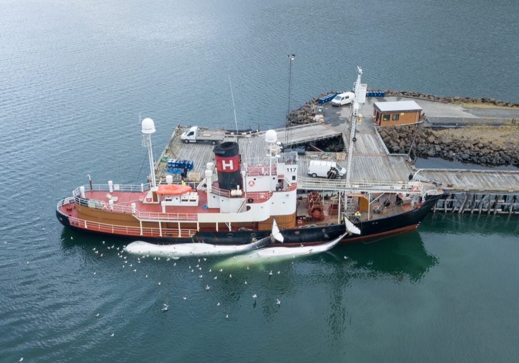 Ein isländisches Walfangschiff landet zwei Finnwale an. © Hard To Port