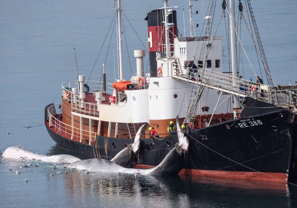 Ein isländisches Walfangschiff im Jahr 2022 mit zwei toten Finnwalen im Schlepptau. © Hard To Port