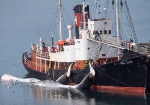 Ein isländisches Walfangschiff im Jahr 2022 mit zwei toten Finnwalen im Schlepptau. © Hard To Port