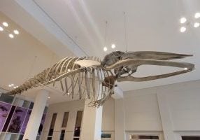 Zwergwal-Skelett im Übersee-Museum in Bremen