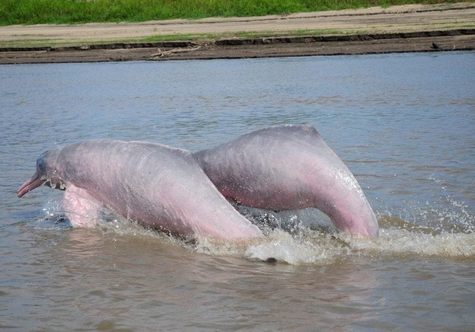 Amazonas-Flussdelfin (Boto)