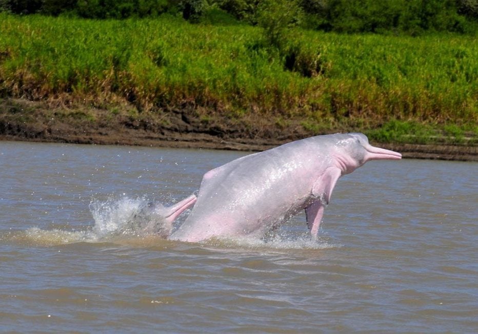 Boto / Amazonas-Flussdelfin