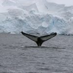 antarctic-humpback-whale