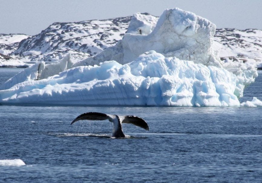 Wal taucht vor Eisbergen ab, eine mächtige Fluke ist zu sehen