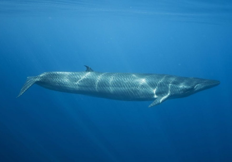 Bryde's whale