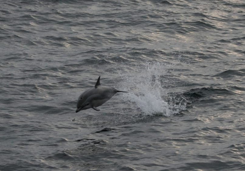 Clymene dolphin