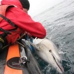 common-dolphin-nets-greenpeace