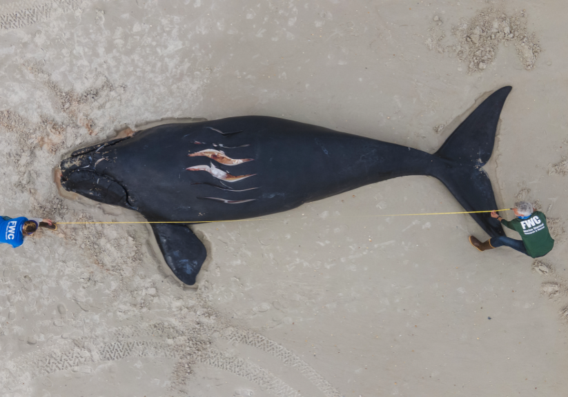 Totes Nordkaper-Baby mit Verletzungen, die auf eine Schiffskollision hinweisen