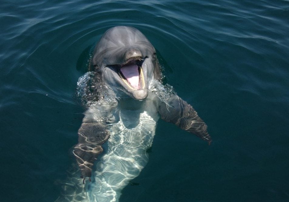 dolphin_begging3_panama_city_nmfs_0