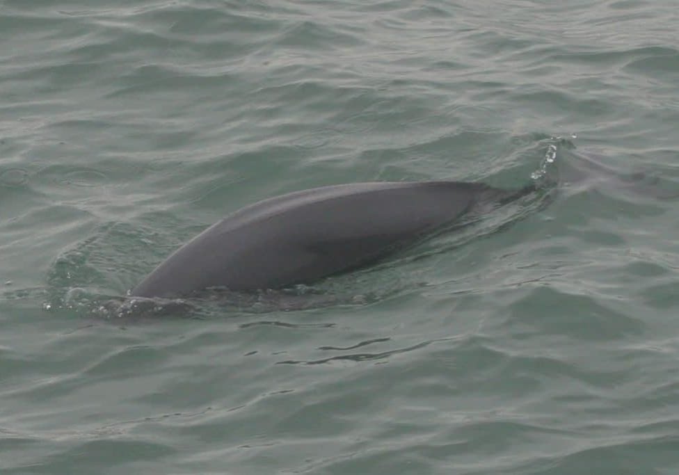 Indo-Pacific finless porpoise